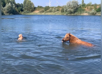 Islandpferd, Stute, 12 Jahre, 141 cm, Fuchs