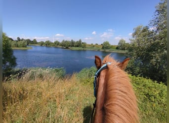 Islandpferd, Stute, 12 Jahre, 141 cm, Fuchs