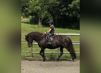 Islandpferd, Stute, 12 Jahre, 142 cm