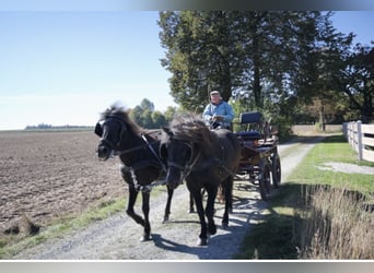 Islandpferd, Stute, 12 Jahre, 142 cm