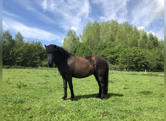 Islandpferd, Stute, 12 Jahre, 142 cm, Rappe