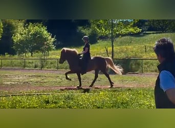 Islandpferd, Stute, 12 Jahre, 144 cm, Fuchs