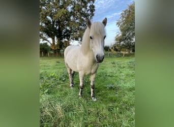 Islandpferd, Stute, 12 Jahre, 144 cm, Schimmel