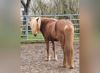 Islandpferd, Stute, 12 Jahre, 152 cm, Fuchs