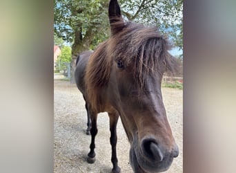 Islandpferd, Stute, 12 Jahre, Dunkelbrauner