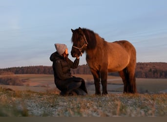 Islandpferd, Stute, 12 Jahre, Falbe