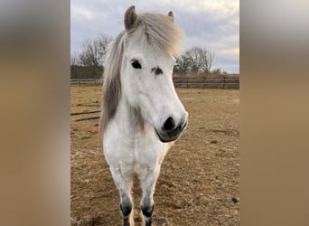 Islandpferd, Stute, 12 Jahre