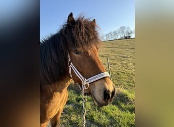 Islandpferd, Stute, 13 Jahre, 131 cm, Brauner