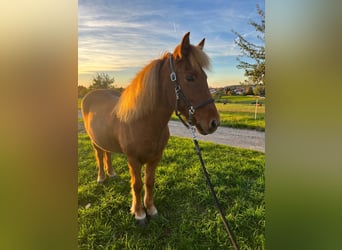Islandpferd, Stute, 13 Jahre, 132 cm, Fuchs