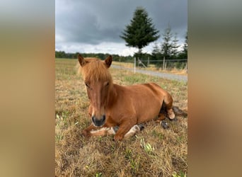 Islandpferd, Stute, 13 Jahre, 132 cm, Fuchs