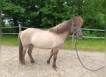Islandpferd, Stute, 13 Jahre, 132 cm, Hellbrauner