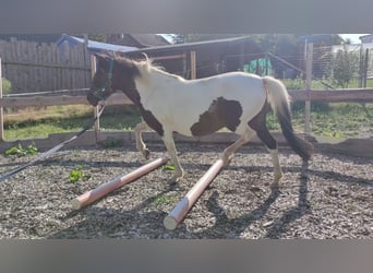 Islandpferd Mix, Stute, 13 Jahre, 134 cm, Schecke