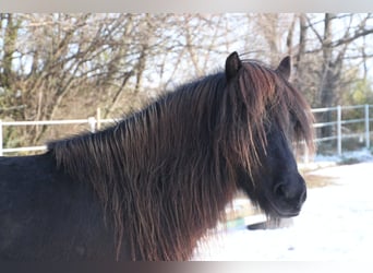 Islandpferd, Stute, 13 Jahre, 136 cm, Rappe