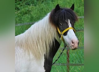 Islandpferd, Stute, 13 Jahre, 136 cm, Schecke