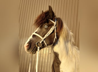 Islandpferd, Stute, 13 Jahre, 136 cm, Schecke