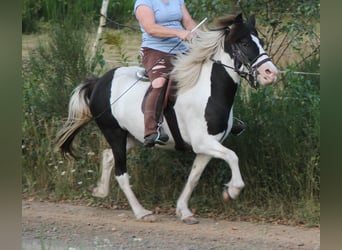 Islandpferd, Stute, 13 Jahre, 136 cm, Schecke