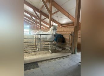 Islandpferd, Stute, 13 Jahre, 137 cm, Schimmel