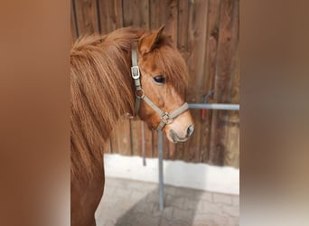 Islandpferd, Stute, 13 Jahre, 138 cm, Fuchs
