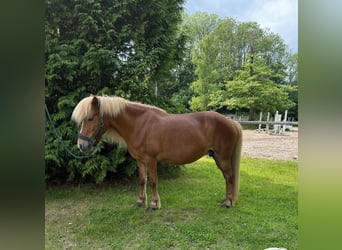 Islandpferd, Stute, 13 Jahre, 138 cm, Fuchs