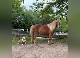 Islandpferd, Stute, 13 Jahre, 138 cm, Fuchs