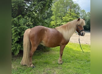 Islandpferd, Stute, 13 Jahre, 138 cm, Fuchs