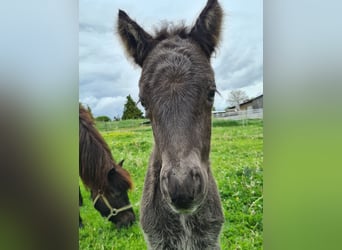 Islandpferd, Stute, 13 Jahre, 138 cm, Rappe