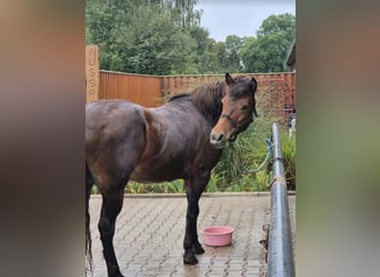 Islandpferd, Stute, 13 Jahre, 140 cm, Brauner