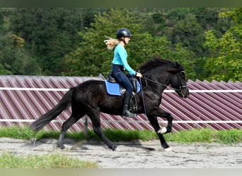 Islandpferd, Stute, 13 Jahre, 140 cm, Brauner