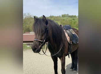 Islandpferd, Stute, 13 Jahre, 140 cm, Brauner