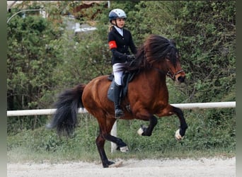 Islandpferd, Stute, 13 Jahre, 140 cm, Brauner