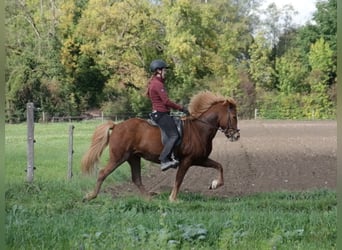 Islandpferd, Stute, 13 Jahre, 140 cm, Fuchs