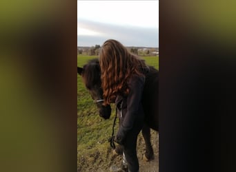 Islandpferd, Stute, 13 Jahre, 140 cm, Rappe