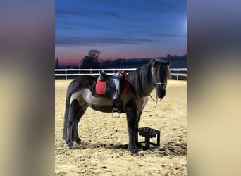 Islandpferd, Stute, 13 Jahre, 140 cm, Rappe