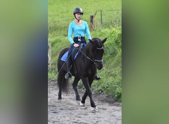 Islandpferd, Stute, 13 Jahre, 140 cm, Rappe
