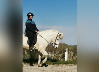Islandpferd, Stute, 13 Jahre, 140 cm, Schimmel