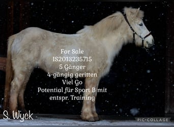 Islandpferd, Stute, 13 Jahre, 140 cm, Schimmel