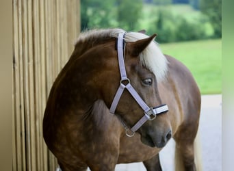 Islandpferd, Stute, 13 Jahre, 140 cm