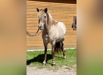 Islandpferd, Stute, 13 Jahre, 141 cm, Falbe