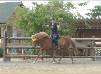 Islandpferd, Stute, 13 Jahre, 141 cm, Fuchs