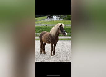 Islandpferd Mix, Stute, 13 Jahre, 142 cm, Dunkelbrauner