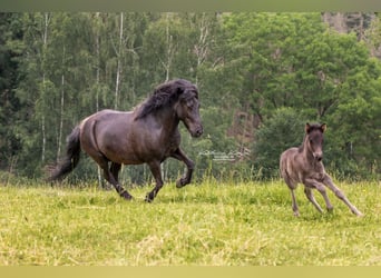 Islandpferd, Stute, 13 Jahre, 142 cm, Rappe