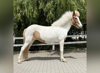 Islandpferd, Stute, 13 Jahre, 142 cm, Schecke