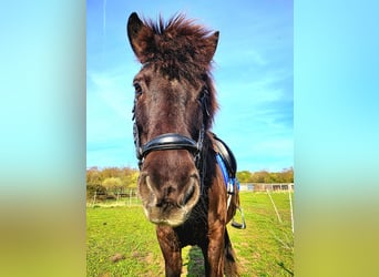 Islandpferd, Stute, 13 Jahre, 143 cm