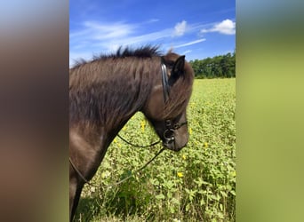 Islandpferd, Stute, 13 Jahre, 143 cm, Rappe