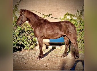 Islandpferd, Stute, 13 Jahre, 143 cm, Rappe