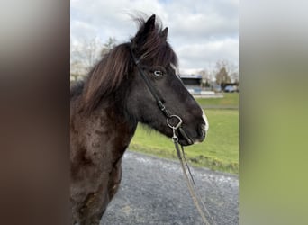 Islandpferd, Stute, 13 Jahre, 144 cm, Rappe