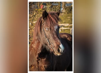 Islandpferd, Stute, 13 Jahre, 144 cm, Rappe