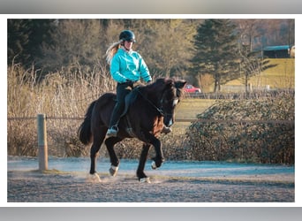 Islandpferd, Stute, 13 Jahre, 144 cm, Rappe