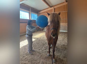 Islandpferd, Stute, 13 Jahre, 145 cm, Fuchs