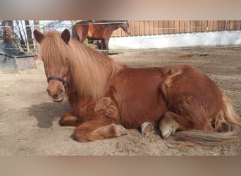 Islandpferd, Stute, 13 Jahre, 145 cm, Fuchs